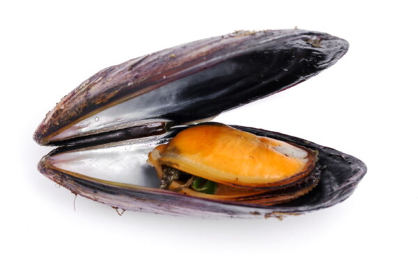 Miesmuscheln - frisch - (Föhrer)