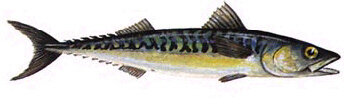 Makrelen Filet TK