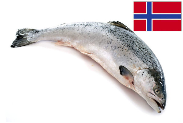 Ganzer Lachs ca. 4,5 kg (Norwegen)